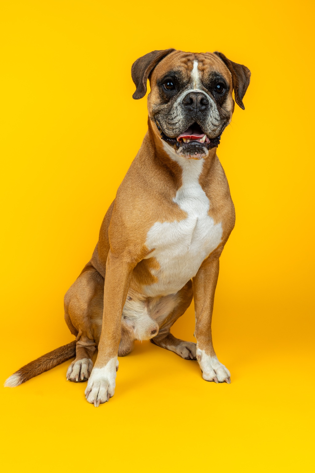 Studio portrait of a Boxer dog against a yellow background