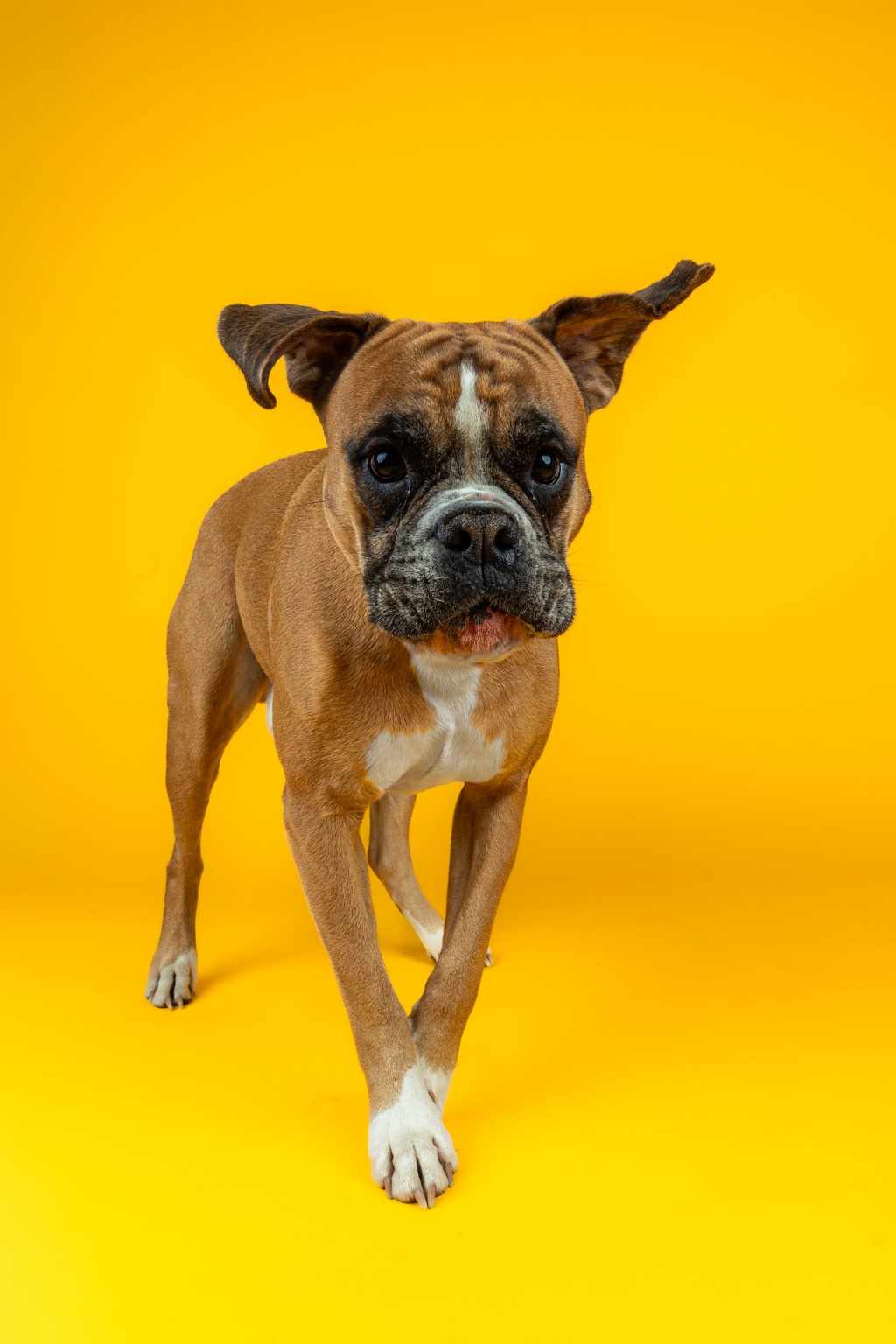 Boxer dog walking toward the camera