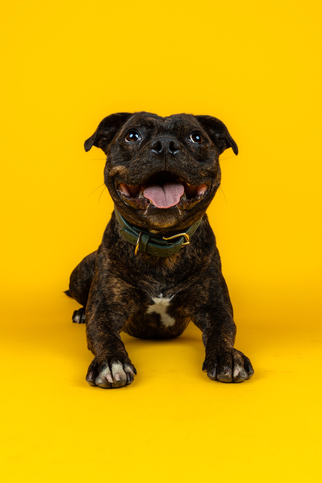 Brindle dog resting against a yellow studio background