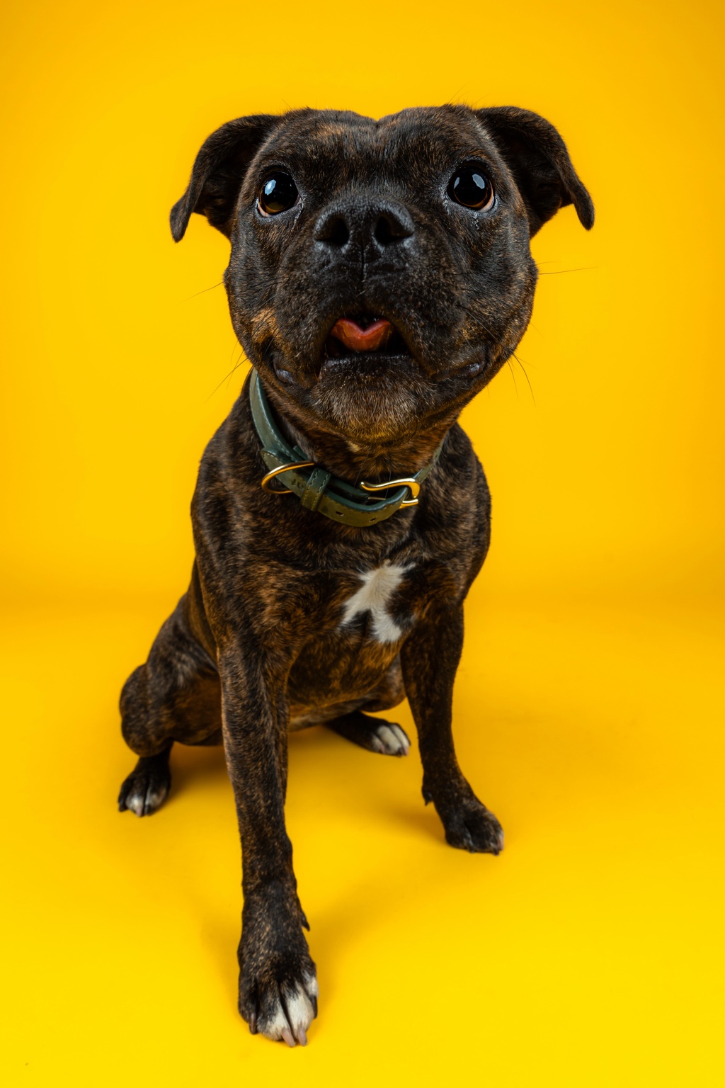 Brindle dog sitting against a yellow studio background