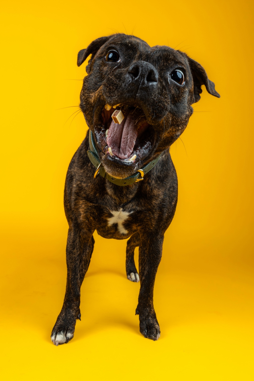 Brindle dog yawning against a yellow studio background