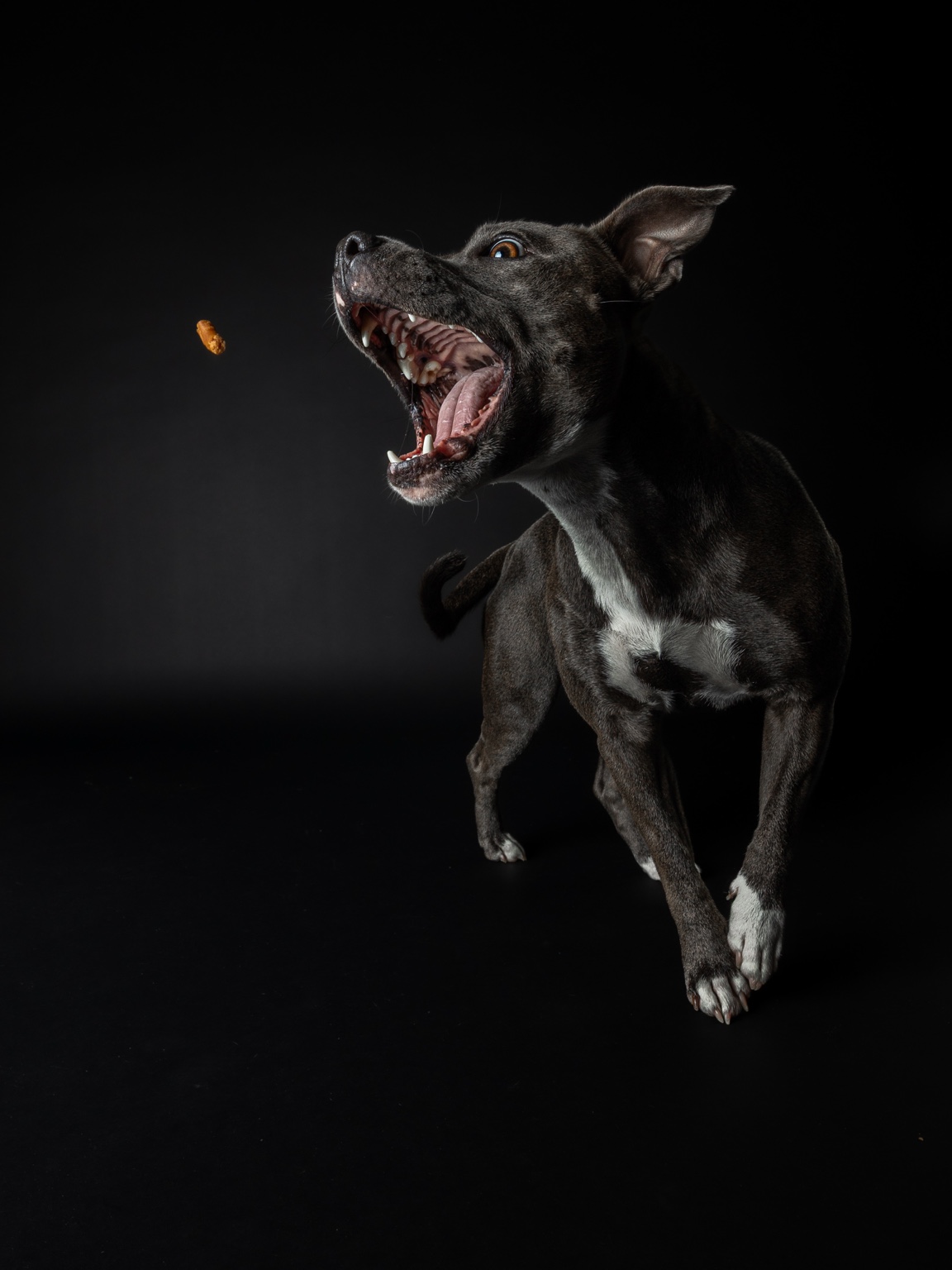Dog catching a treat against a black studio background