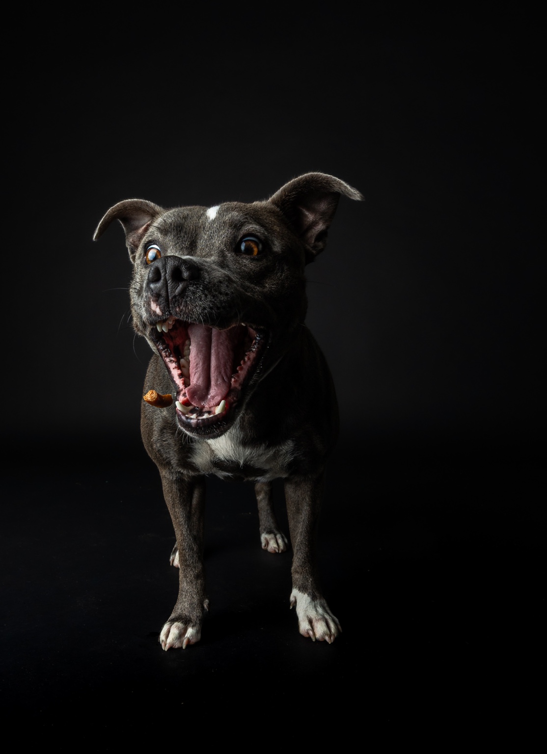 Front-facing dog catching a treat in the studio