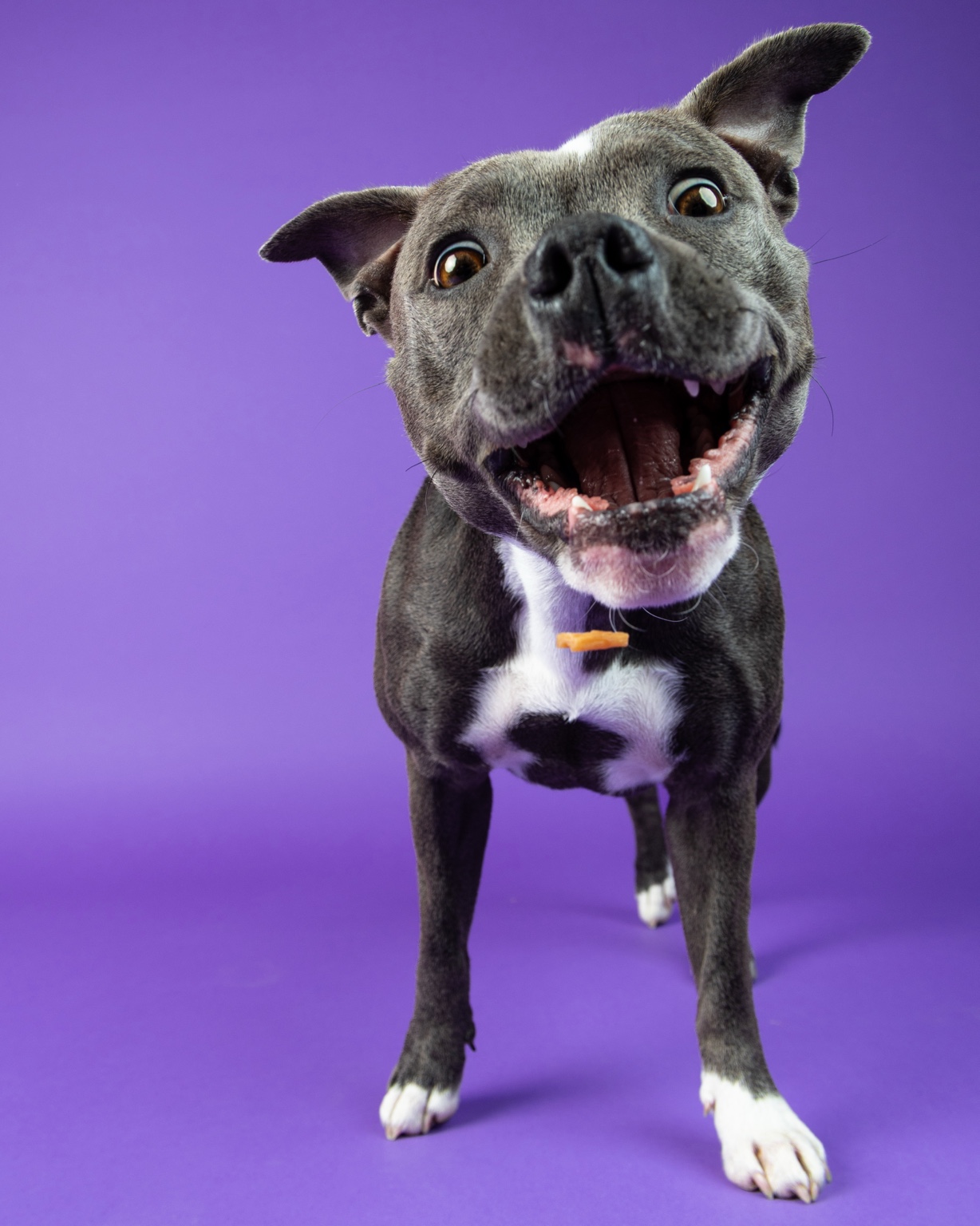 Dog catching a treat against a purple studio background