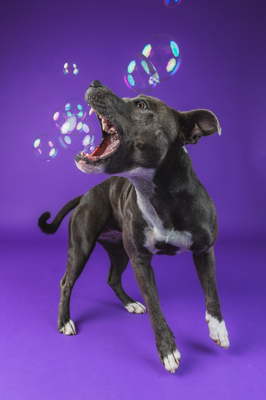 Dog jumping at bubbles against a purple studio background