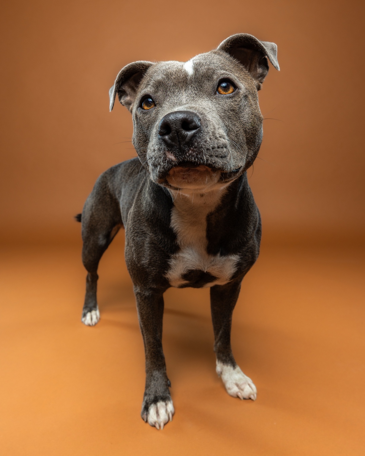 Staffordshire Bull Terrier against a warm brown studio backdrop