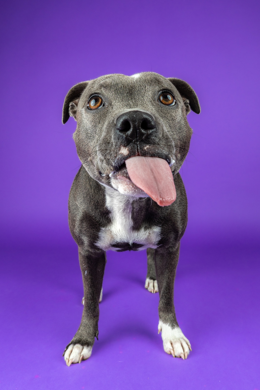 Staffordshire Bull Terrier smiling against a purple studio background