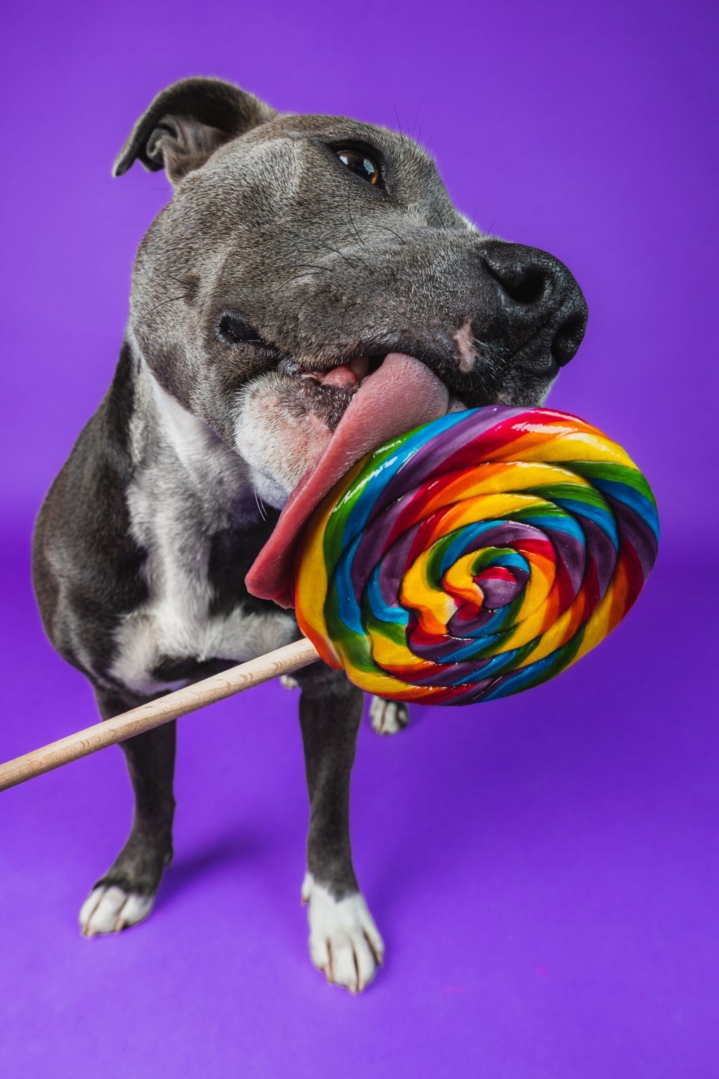 Staffordshire Bull Terrier posing with a rainbow lollipop